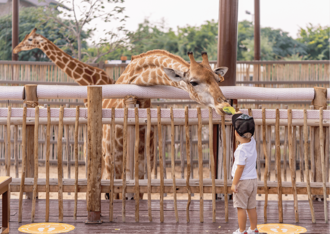 50 zomervakantie activiteiten voor kinderen inspiratie dierentuin